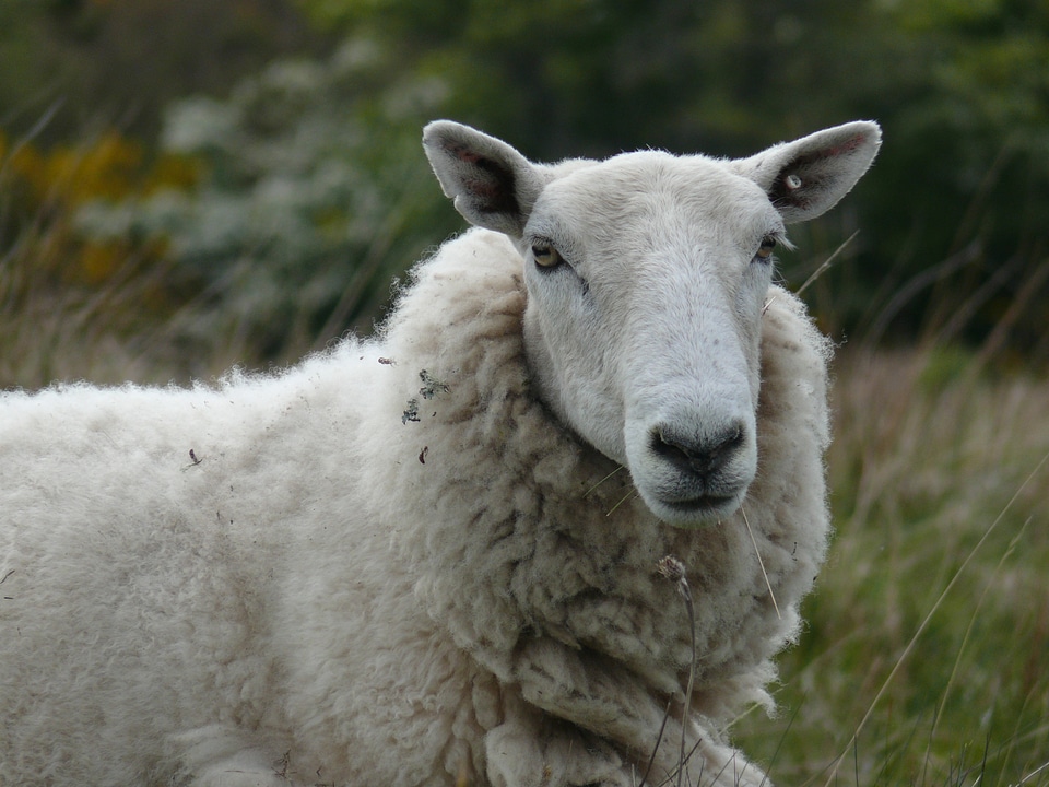 Field animal animals
