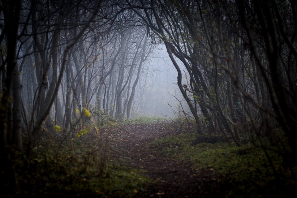 Fog & Trees