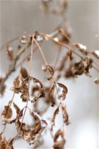 Dried Leaves & Snow photo