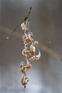 Dried Leaves photo