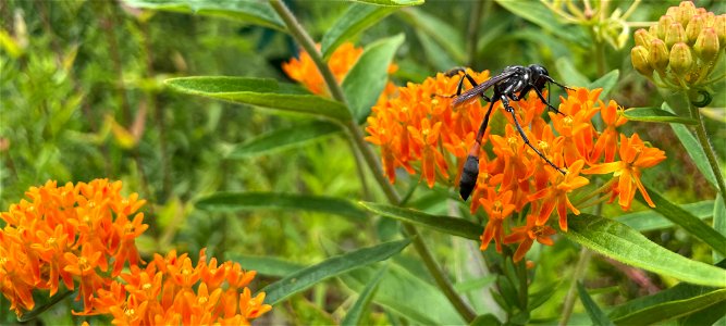 Thread-waisted Wasp on Asclepias tuberosa