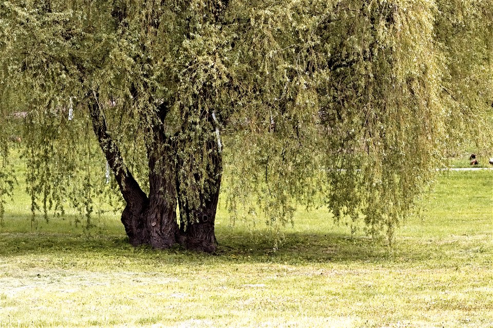 A tree in the wall of Dendrological Park, Chisinau