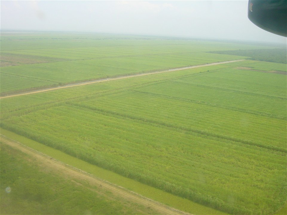 Sugarcane fields photo