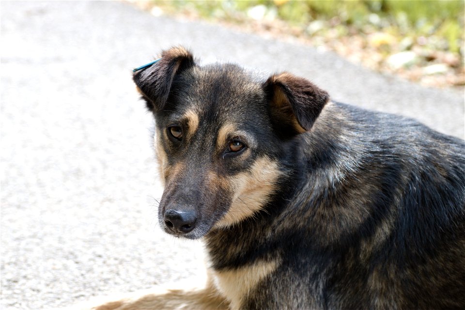 A dog in  Dendrological Park, Chisinau