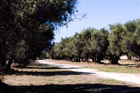 Olivos de Quinta de El Pardo - Olive trees of Quinta de El Pardo