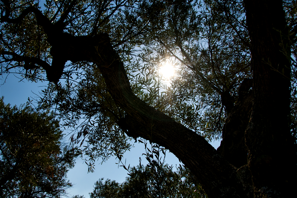 Olivos de Quinta de El Pardo - Olive trees of Quinta de El Pardo