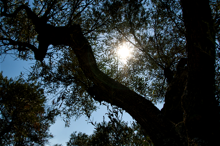 Olivos de Quinta de El Pardo - Olive trees of Quinta de El Pardo photo