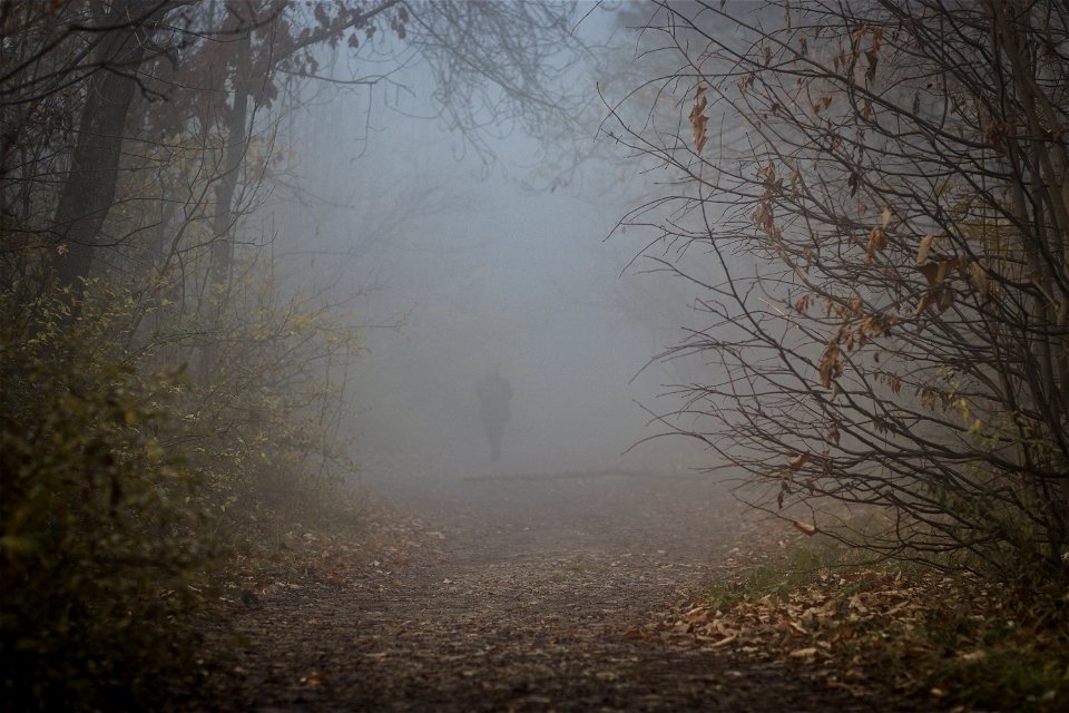 Park & Fog
