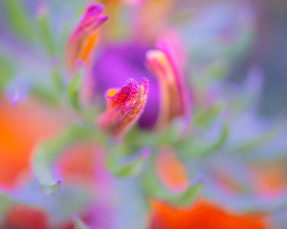 Stanley Park Flower edits from Vancouver Canada