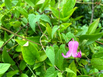 Clematis cripsa