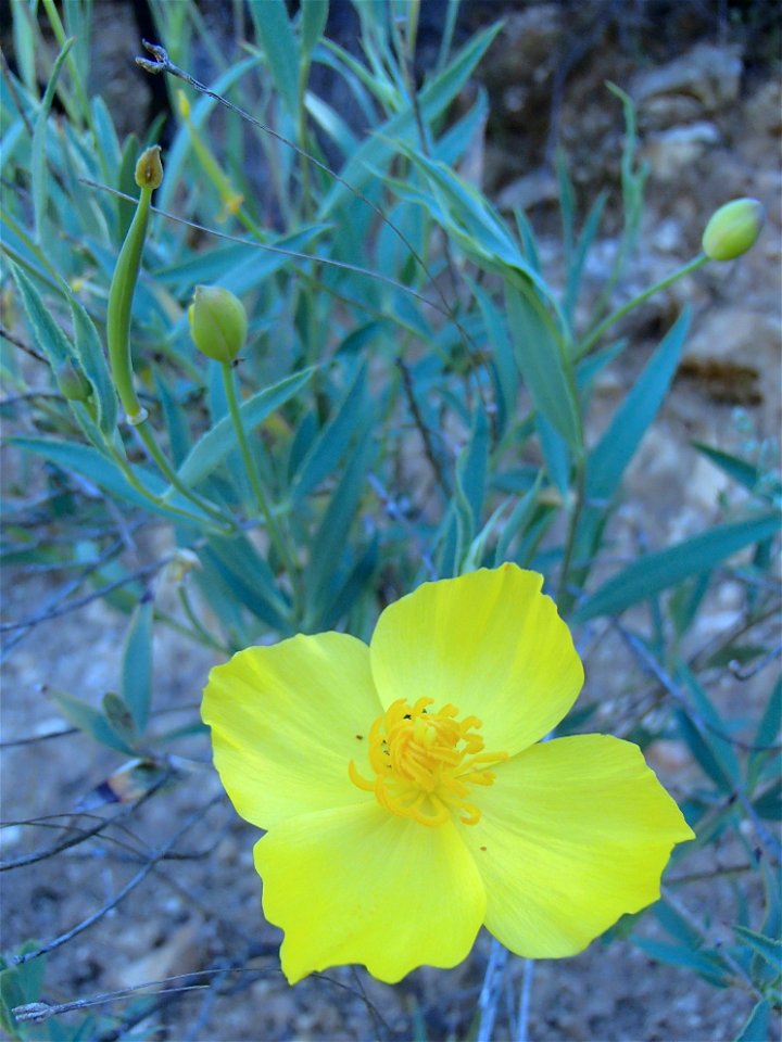 Fort Hunter Liggett, Jolon & Indians Spring 2015