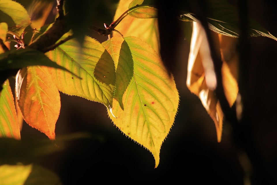 Colorful leaves autumn leaf