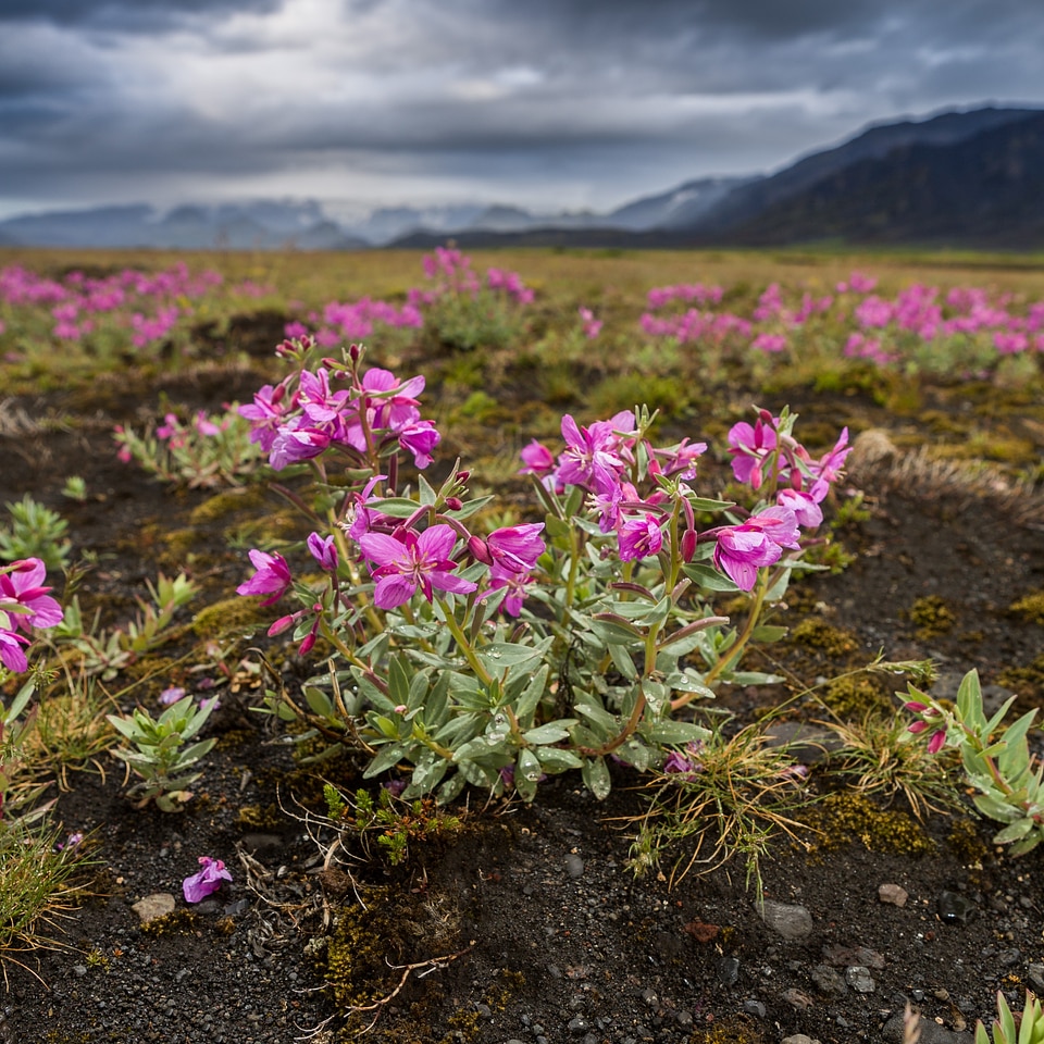 Iceland wildflowers