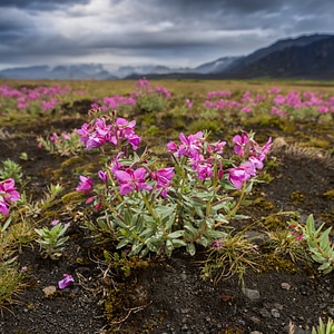 Iceland wildflowers