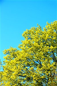 Tree with Yellow Blossoms in April 2021 photo
