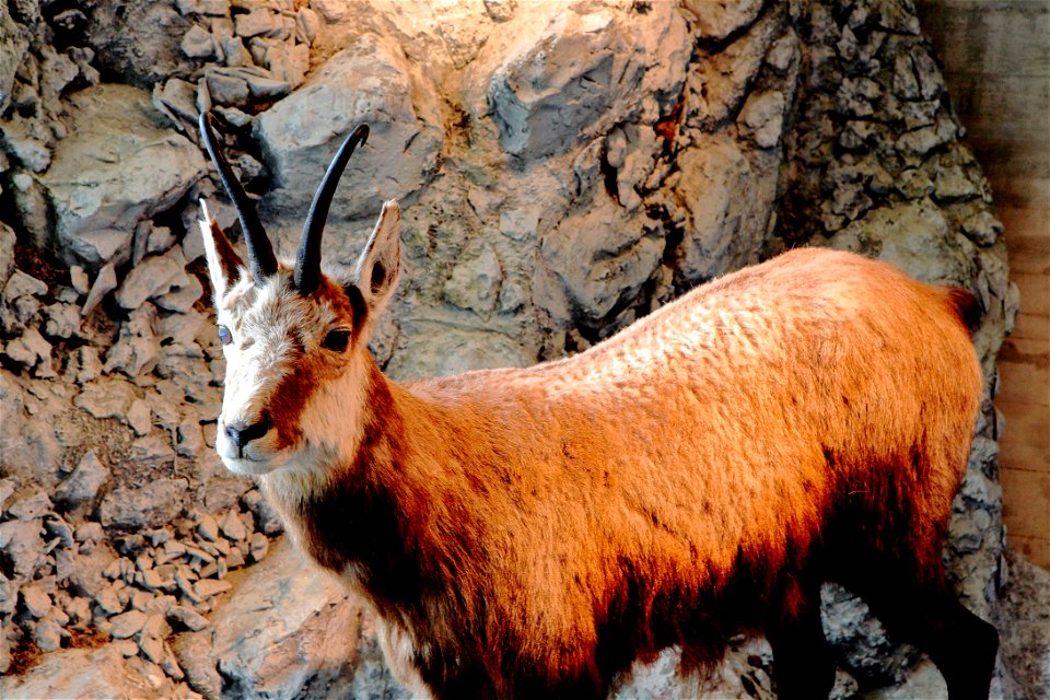 Chamois (Rupicapra rupicapra) Exhibit photo