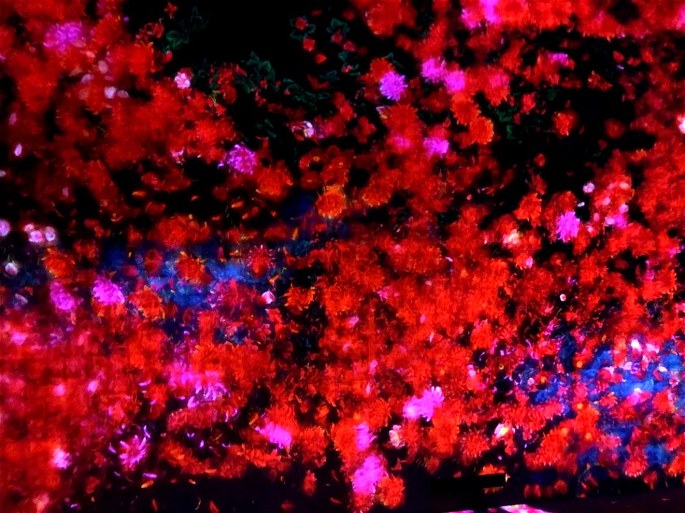 teamLab