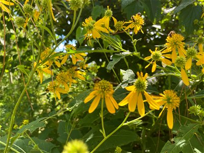 Wingstem (Veronicastrum)