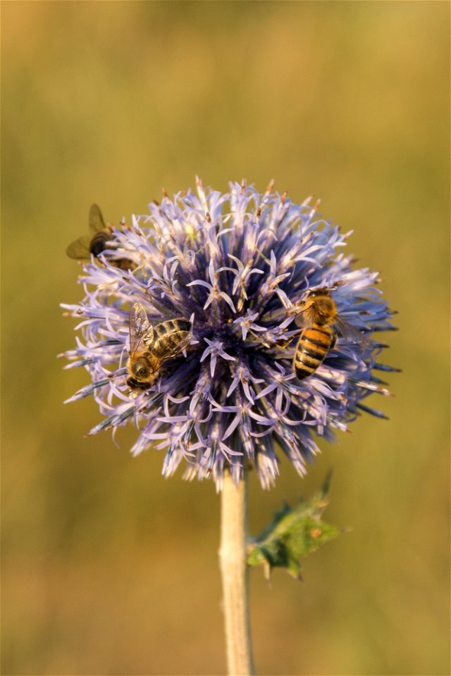 Kugeldistel hat Besuch