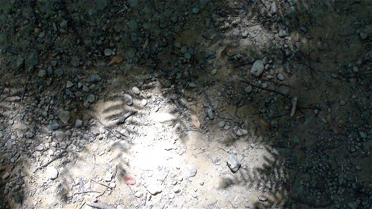 Silver fern shadows1