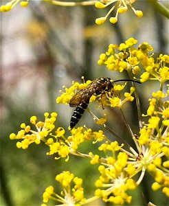 Thynid Wasp (Myzinum sp) on fennel