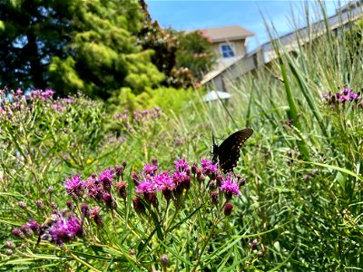 Spicebush Swallowtail on Vernonia