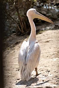 Pelican, Chisinau Zoo