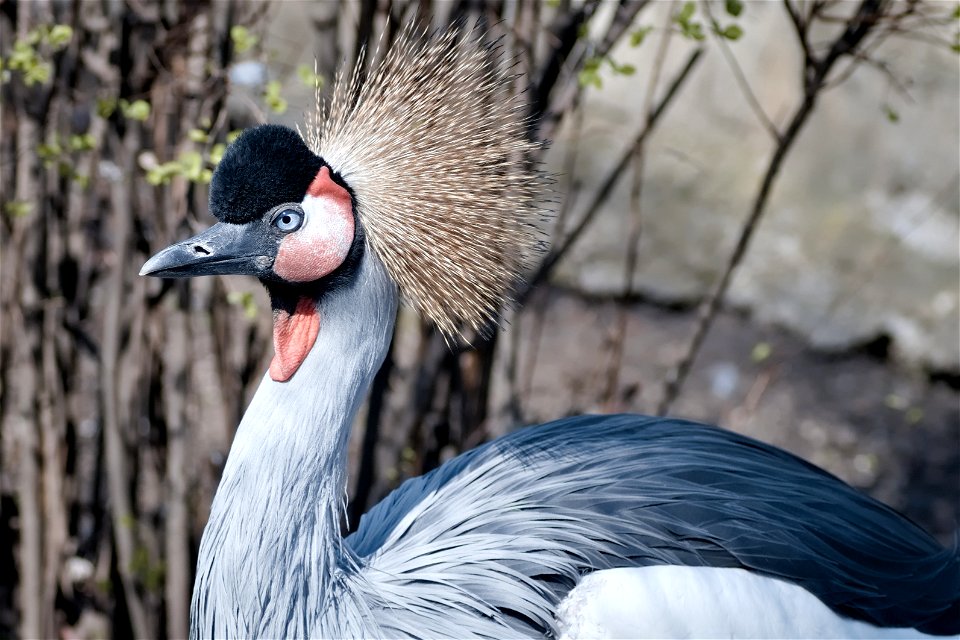 Grey crowned crane, Chisinau Zoo