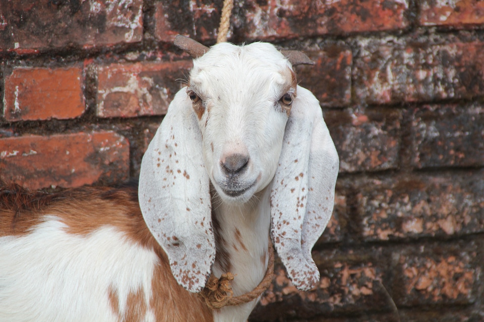 Sacrificial animal temple assam photo