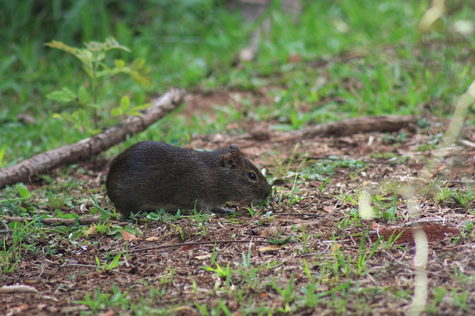 Wood Mouse or Long Tailed Field Mouse