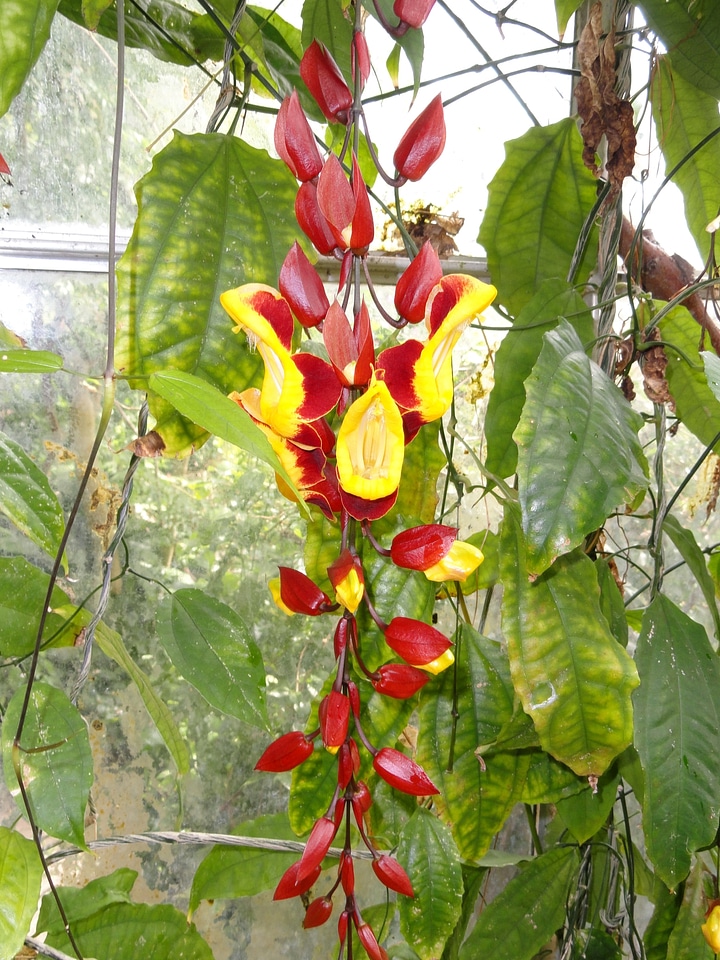 Common Mormon sucking nectar on Thunbergia myso