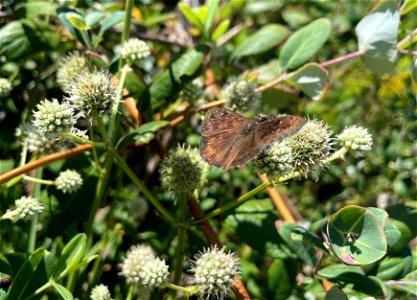 Duskywing on Eryngium yuccifolium