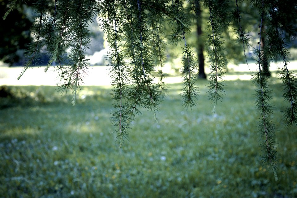 Conifers branches
