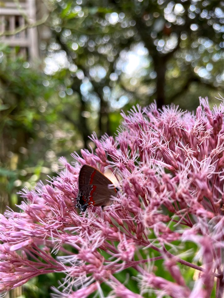 Red-banded Hairstreak on Joe Pye