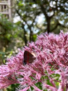Red-banded Hairstreak on Joe Pye