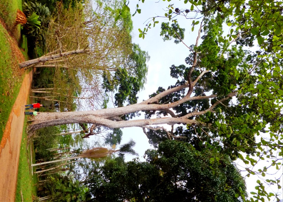 Jardin du père Gillet à Kisantu