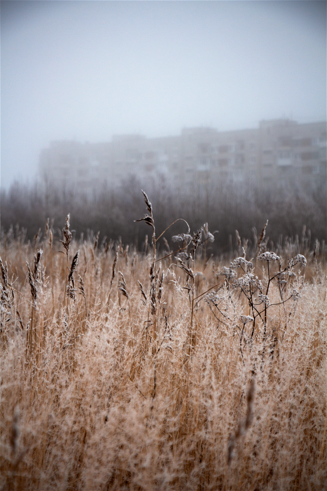 Поле / Grass
