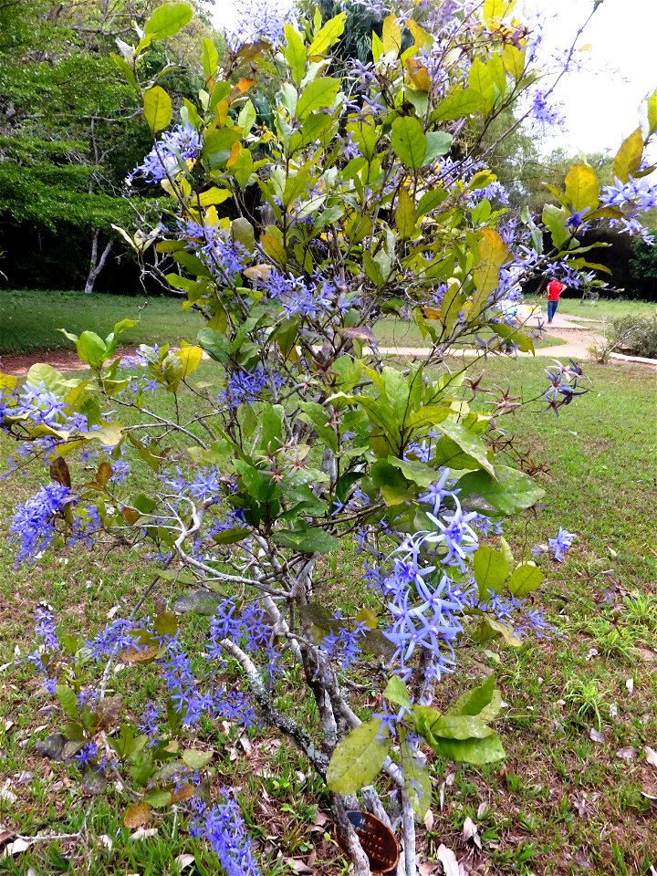 Pétrée, liane saint-jean ou diadème royal au jardin du père Gillet à Kisantu