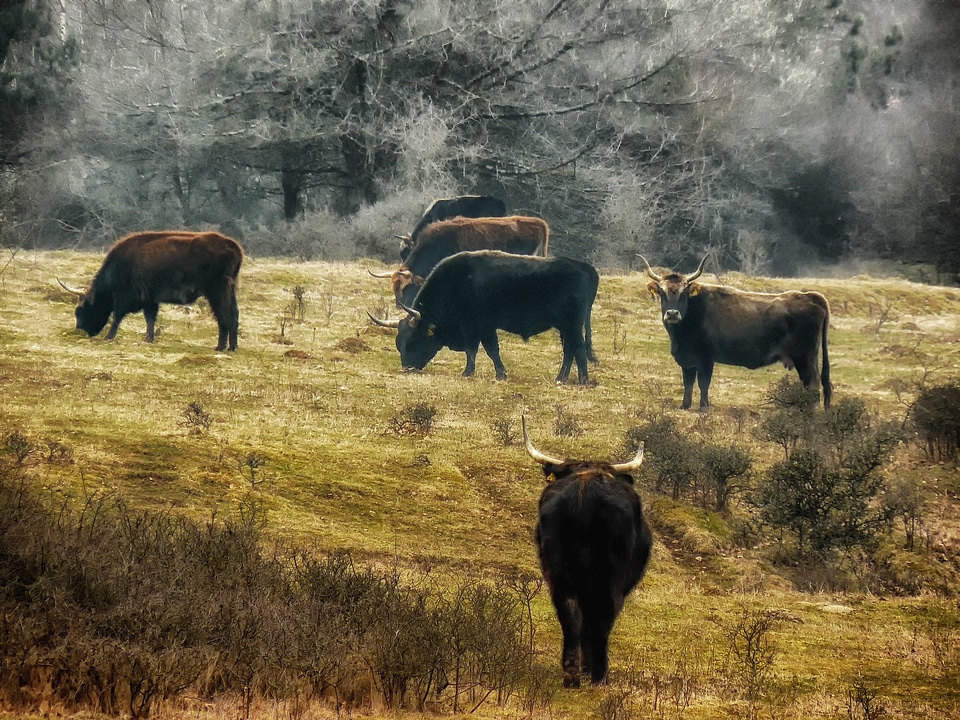young bulls on the meadow in the Bavaria Germany