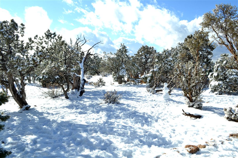Trees At Grand Canyon