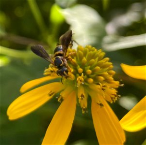 Wingstem with Bee (Stelis?)