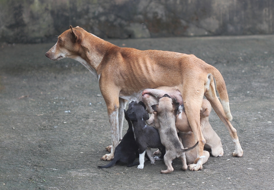 Dog mother motherly love dog