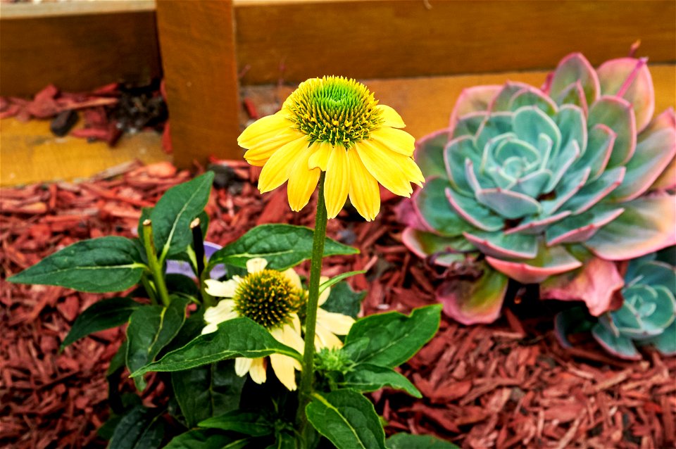 Plant