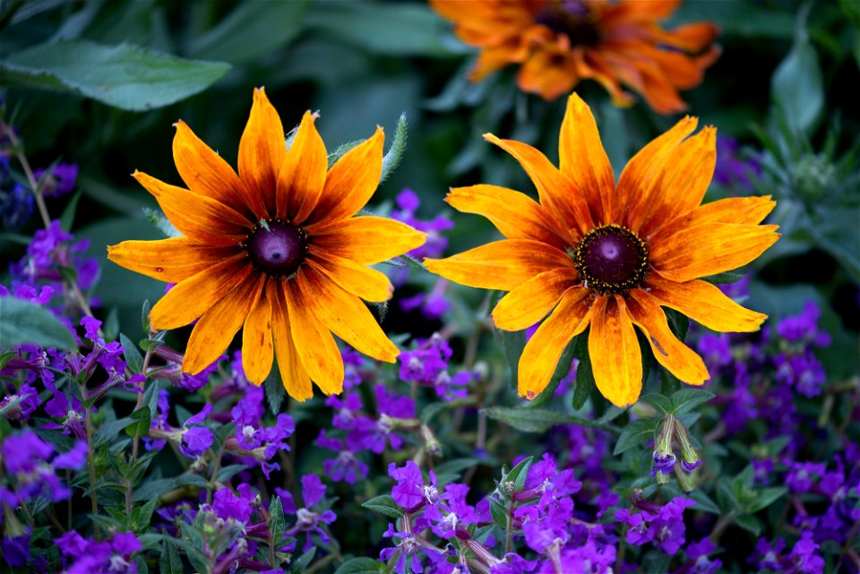 Stanley Park Flower from Vancouver Canada