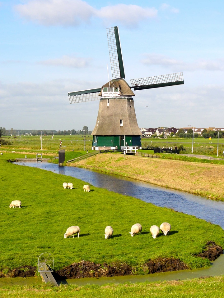 Sheep graze together to the river