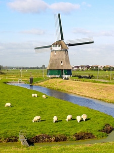 Sheep graze together to the river photo