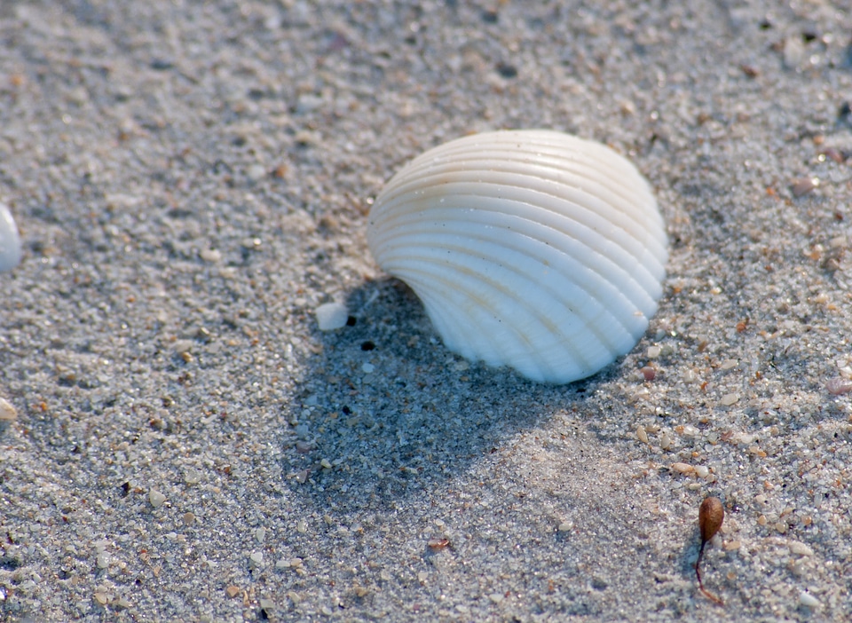 Shell on the beach
