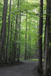 Sand Run Lake Trail West Virginia photo