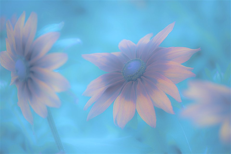 Stanley Park Flower edits from Vancouver Canada