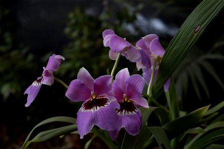 Orquideas photo